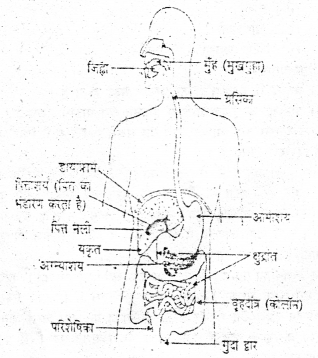 जंतुओं में पोषण Class 7 Bihar Board Chapter 2