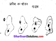 जंतुओं में पोषण कक्षा 7 Bihar Board Chapter 2