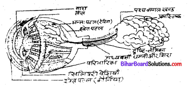 प्रकाश Class 8 Bihar Board Chapter 11