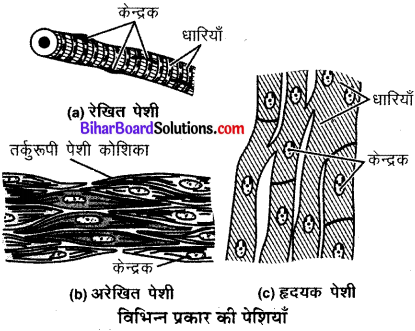 Bihar Board Class 9 Science Solutions Chapter 6 ऊतक 