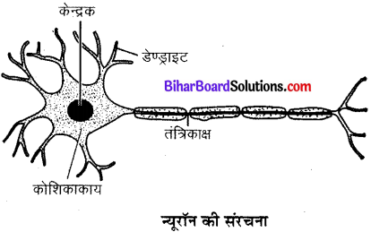 Bihar Board Class 9 Science Solutions Chapter 6 ऊतक 