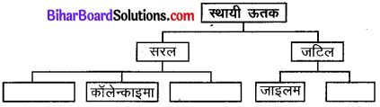 Bihar Board Class 9 Science Solutions Chapter 6 ऊतक 