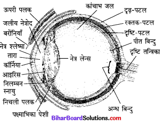 Bihar Board Class 10 Science Solutions Chapter 11 मानव नेत्र एवं रंगबिरंगा संसार