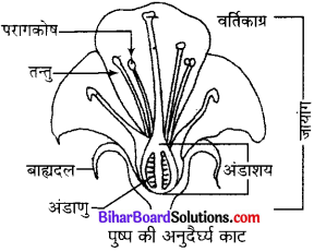 Bihar Board Class 10 Science Solutions Chapter 8 जीव जनन कैसे करते है 