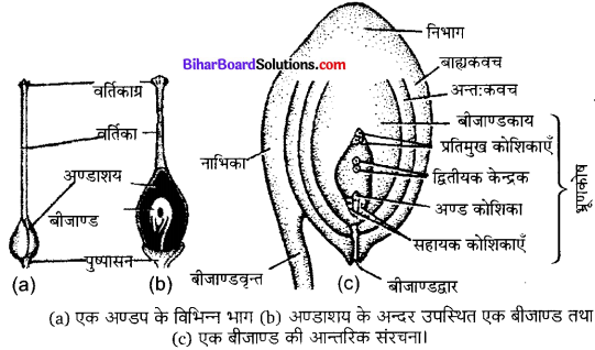 Bihar Board Class 10 Science Solutions Chapter 8 जीव जनन कैसे करते है 