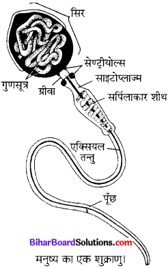 Bihar Board Class 10 Science Solutions Chapter 8 जीव जनन कैसे करते है 