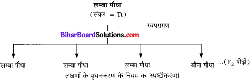 Bihar Board Class 10 Science Solutions Chapter 9 अनुवांशिकता एवं जैव विकास