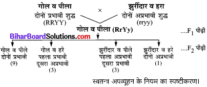 Bihar Board Class 10 Science Solutions Chapter 9 अनुवांशिकता एवं जैव विकास