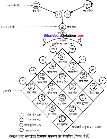 Bihar Board Class 10 Science Solutions Chapter 9 अनुवांशिकता एवं जैव विकास