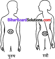 Bihar Board Class 10 Science Solutions Chapter 9 अनुवांशिकता एवं जैव विकास
