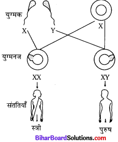 Bihar Board Class 10 Science Solutions Chapter 9 अनुवांशिकता एवं जैव विकास