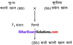 Bihar Board Class 10 Science Solutions Chapter 9 अनुवांशिकता एवं जैव विकास