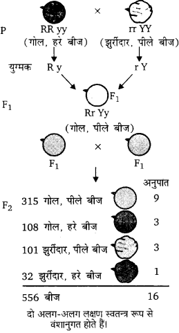Bihar Board Class 10 Science Solutions Chapter 9 अनुवांशिकता एवं जैव विकास