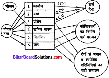 Bihar Board Class 11 Home Science Solutions Chapter 11 भोजन के कार्य 