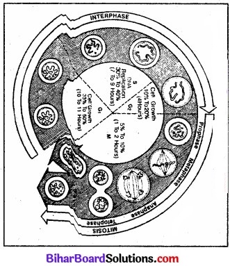 Bihar Board Class 11 Biology Chapter 10 कोशिका चक्र और कोशिका विभाजन 