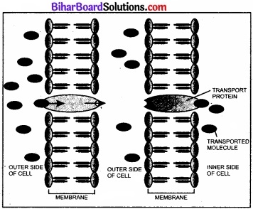 Bihar Board Class 11 Biology Chapter 11 पौधों में परिवहन 
