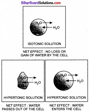 Bihar Board Class 11 Biology Chapter 11 पौधों में परिवहन 