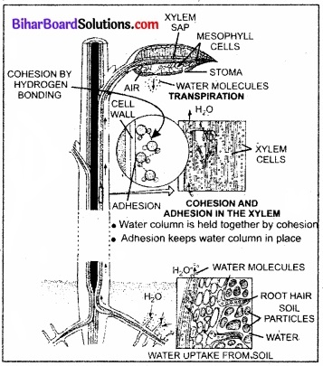 Bihar Board Class 11 Biology Chapter 11 पौधों में परिवहन 