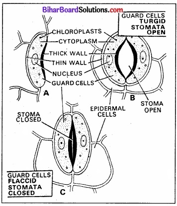 Bihar Board Class 11 Biology Chapter 11 पौधों में परिवहन 