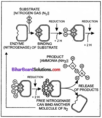 Bihar Board Class 11 Biology Chapter 12 खनिज पोषण 