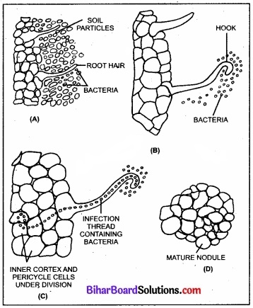 Bihar Board Class 11 Biology Chapter 12 खनिज पोषण 