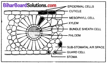 Bihar Board Class 11 Biology Chapter 13 उच्च पादपों में प्रकाश-संश्लेषण 