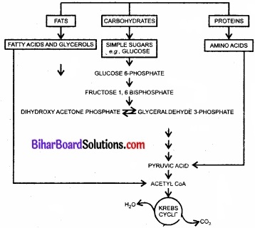 Bihar Board Class 11 Biology Chapter 14 पादप में श्वसन 