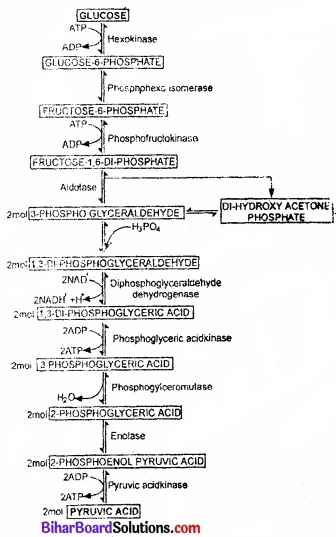Bihar Board Class 11 Biology Chapter 14 पादप में श्वसन 