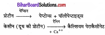 Bihar Board Class 11 Biology Chapter 16 पाचन एवं अवशोषण 