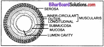 Bihar Board Class 11 Biology Chapter 16 पाचन एवं अवशोषण 