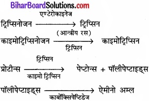 Bihar Board Class 11 Biology Chapter 16 पाचन एवं अवशोषण 