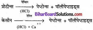 Bihar Board Class 11 Biology Chapter 16 पाचन एवं अवशोषण 