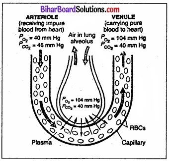 Bihar Board Class 11 Biology Chapter 17 श्वसन और गैसों का विनिमय