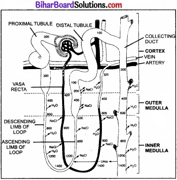 Bihar Board Class 11 Biology Chapter 19 उत्सर्जी उत्पाद एवं उनका निष्कासन 