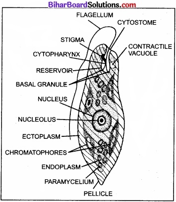 Bihar Board Class 11 Biology Chapter 2 जीव जगत का वर्गीकरण 