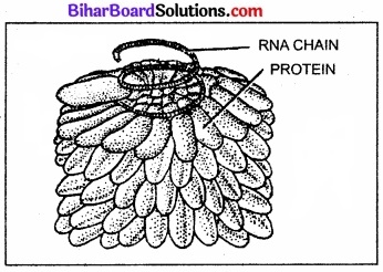 Bihar Board Class 11 Biology Chapter 2 जीव जगत का वर्गीकरण 