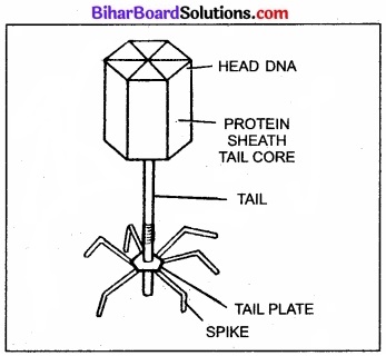 Bihar Board Class 11 Biology Chapter 2 जीव जगत का वर्गीकरण 