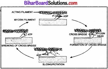 Bihar Board Class 11 Biology Chapter 20 गमन एवं संचलन 
