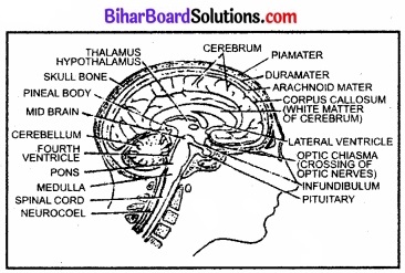 Bihar Board Class 11 Biology Chapter 21 तंत्रिकीय नियंत्रण एवं समन्वय