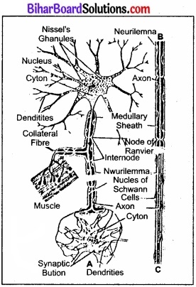 Bihar Board Class 11 Biology Chapter 21 तंत्रिकीय नियंत्रण एवं समन्वय