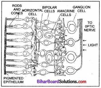Bihar Board Class 11 Biology Chapter 21 तंत्रिकीय नियंत्रण एवं समन्वय
