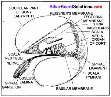 Bihar Board Class 11 Biology Chapter 21 तंत्रिकीय नियंत्रण एवं समन्वय