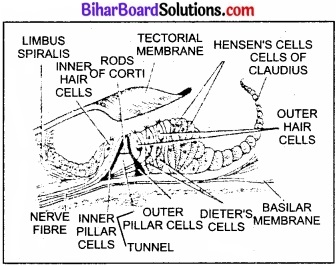 Bihar Board Class 11 Biology Chapter 21 तंत्रिकीय नियंत्रण एवं समन्वय