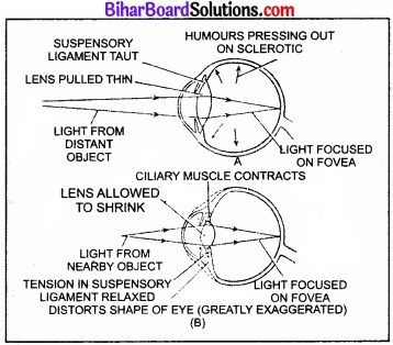 Bihar Board Class 11 Biology Chapter 21 तंत्रिकीय नियंत्रण एवं समन्वय