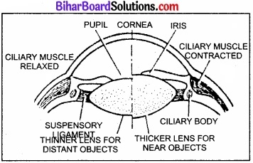 Bihar Board Class 11 Biology Chapter 21 तंत्रिकीय नियंत्रण एवं समन्वय