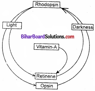 Bihar Board Class 11 Biology Chapter 21 तंत्रिकीय नियंत्रण एवं समन्वय
