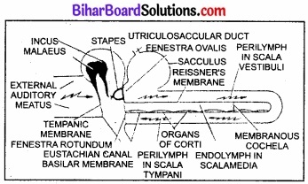 Bihar Board Class 11 Biology Chapter 21 तंत्रिकीय नियंत्रण एवं समन्वय