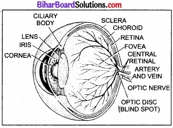 Bihar Board Class 11 Biology Chapter 21 तंत्रिकीय नियंत्रण एवं समन्वय
