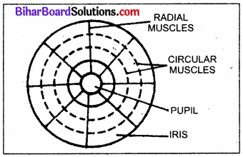 Bihar Board Class 11 Biology Chapter 21 तंत्रिकीय नियंत्रण एवं समन्वय