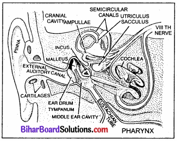 Bihar Board Class 11 Biology Chapter 21 तंत्रिकीय नियंत्रण एवं समन्वय